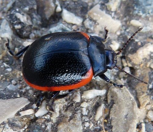 Chrysolina rossia